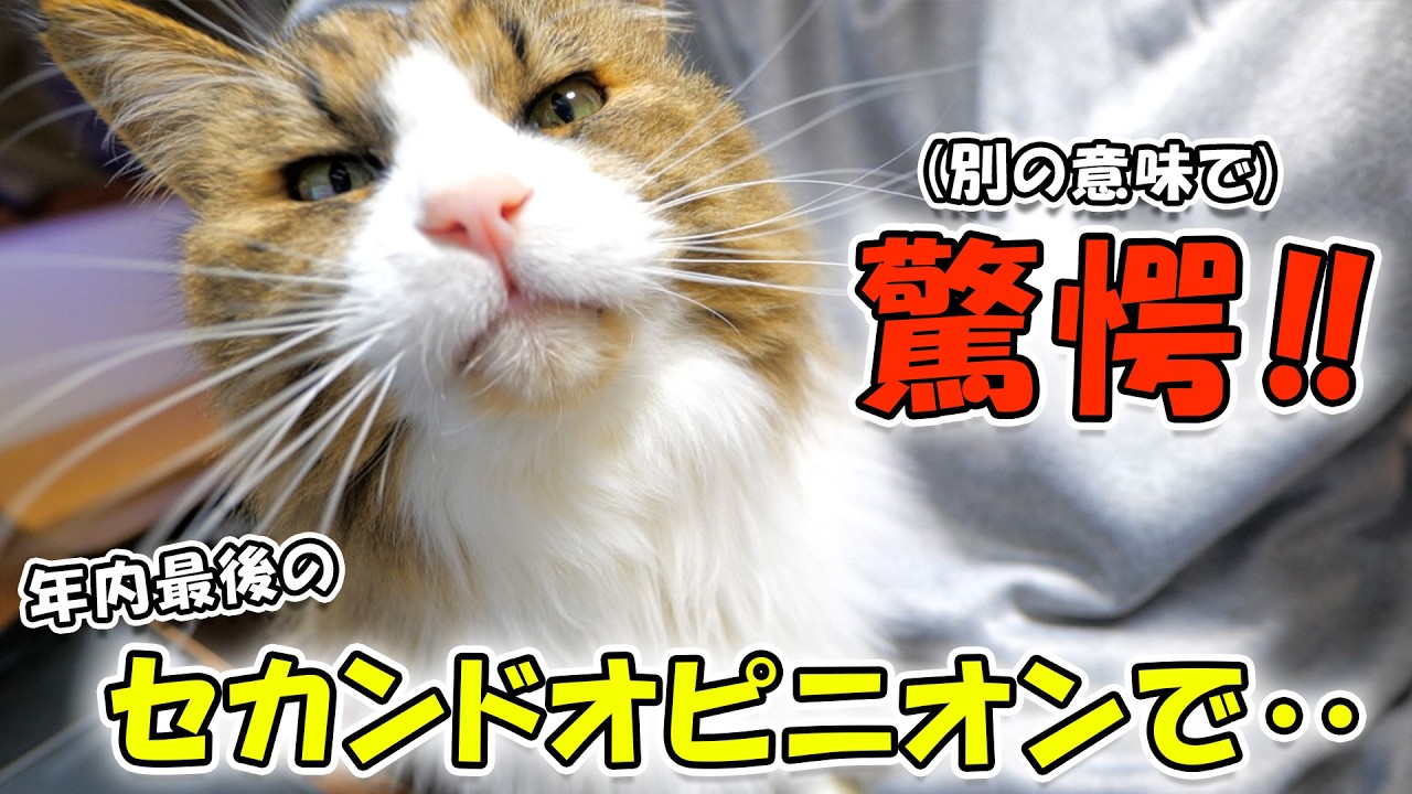 【衝撃2連発】新規開拓した動物病院の見解に絶句＆フードに混入していた「謎の粒」の正体‥