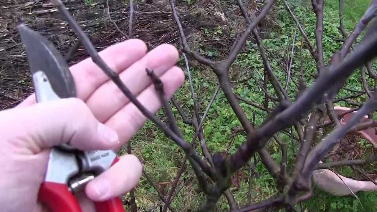 Pruning Espalier Apple Trees