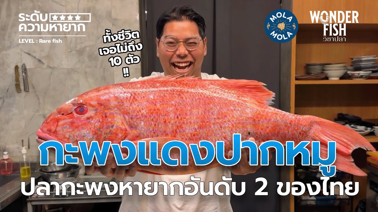 กะพงแดงปากหมู ปลากะพงหายากอันดับ 2 ของไทย #wonderfish #วิชาปลา