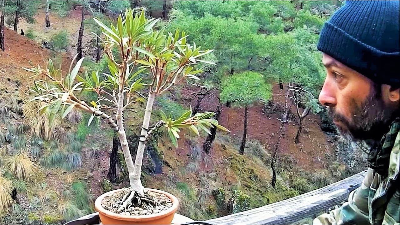 How To Create Bonsai Tree From Collected Material: Nerium oleander Yamadori Styling