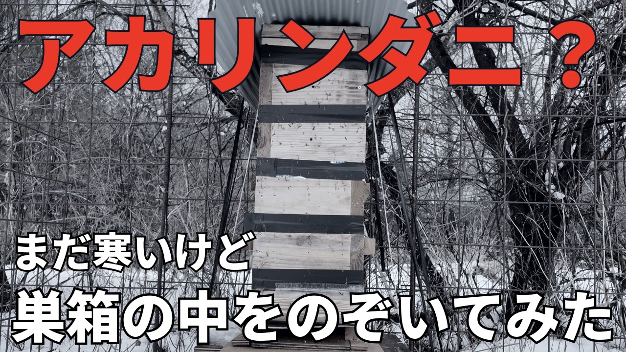 【ニホンミツバチ】アカリンダニの疑い？　寒いけど巣箱の中を確認してみた
