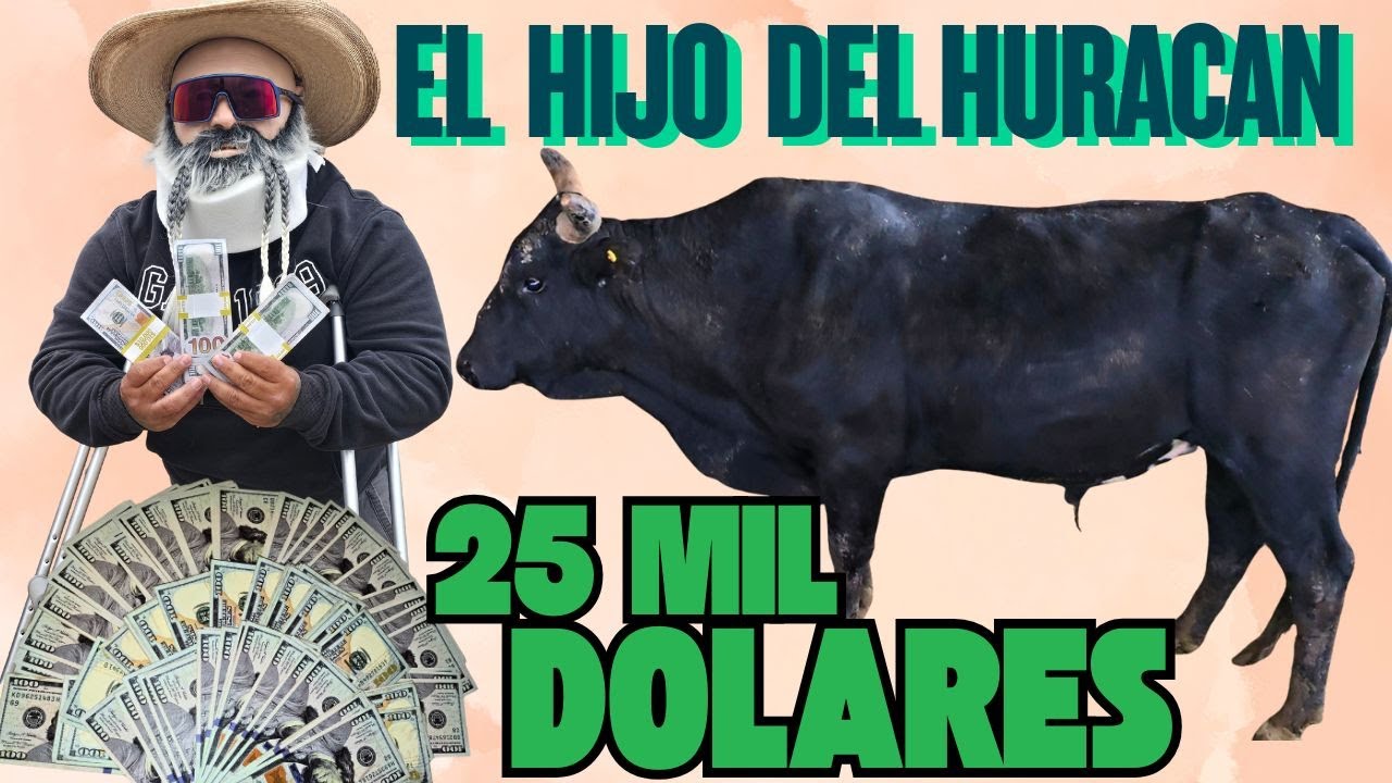 Un TORO de 25 MIL dolares..El Hijo Del HURACAN 