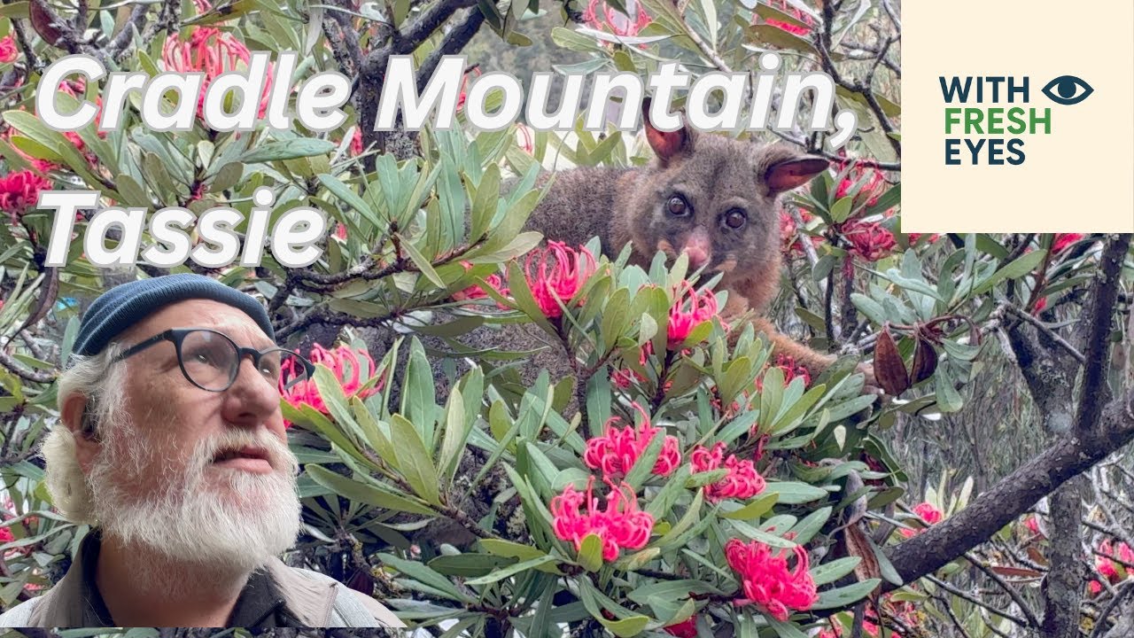 King Billy Walk @ Cradle Mt #cradlemountain #assiebush #wallaby #possom #birdsong #moss