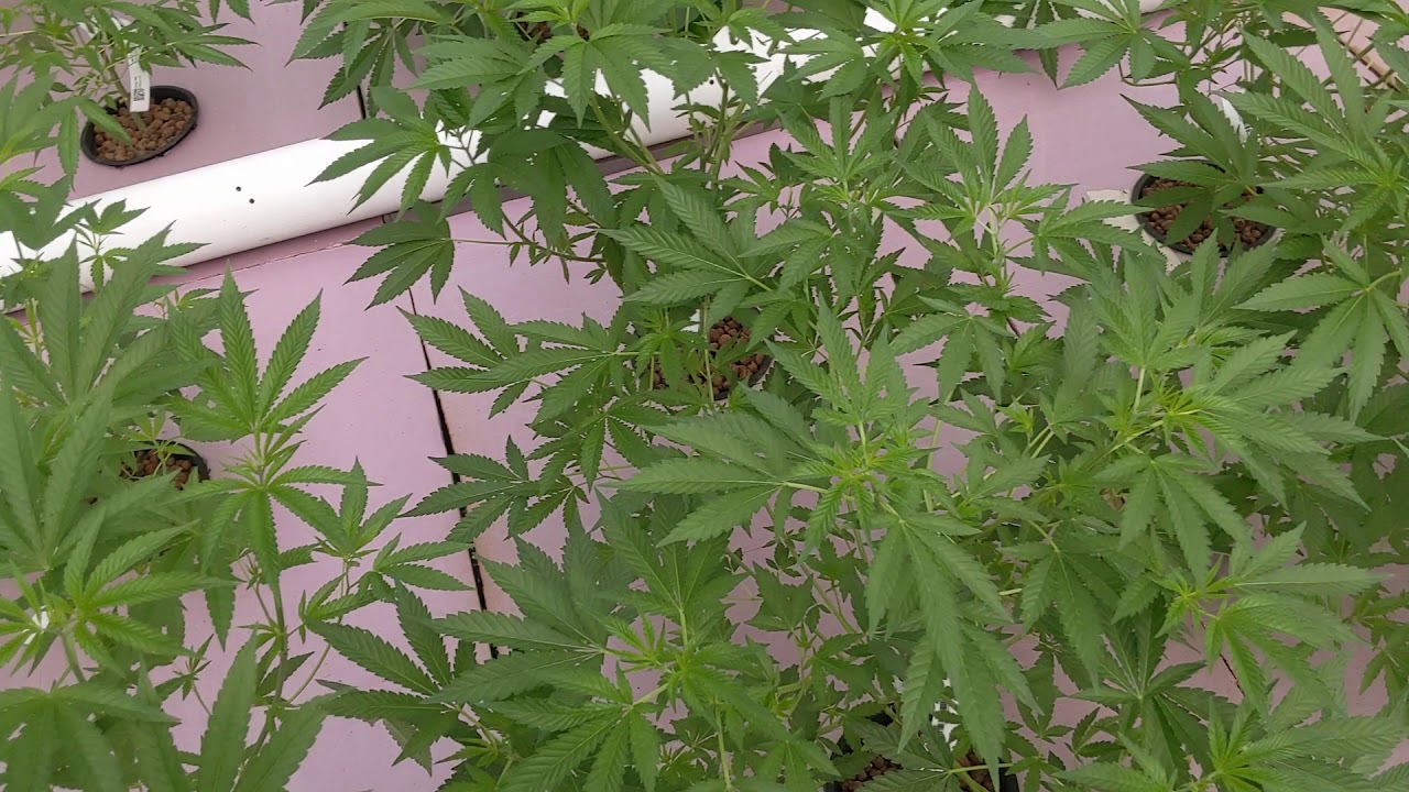 How To: Green Lacewings Aquaponic Aphid Control