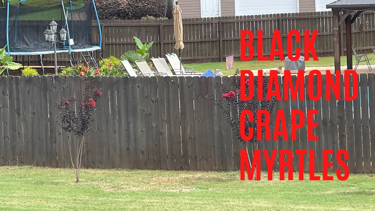 Black Diamond Crape Myrtles are fantastic!
