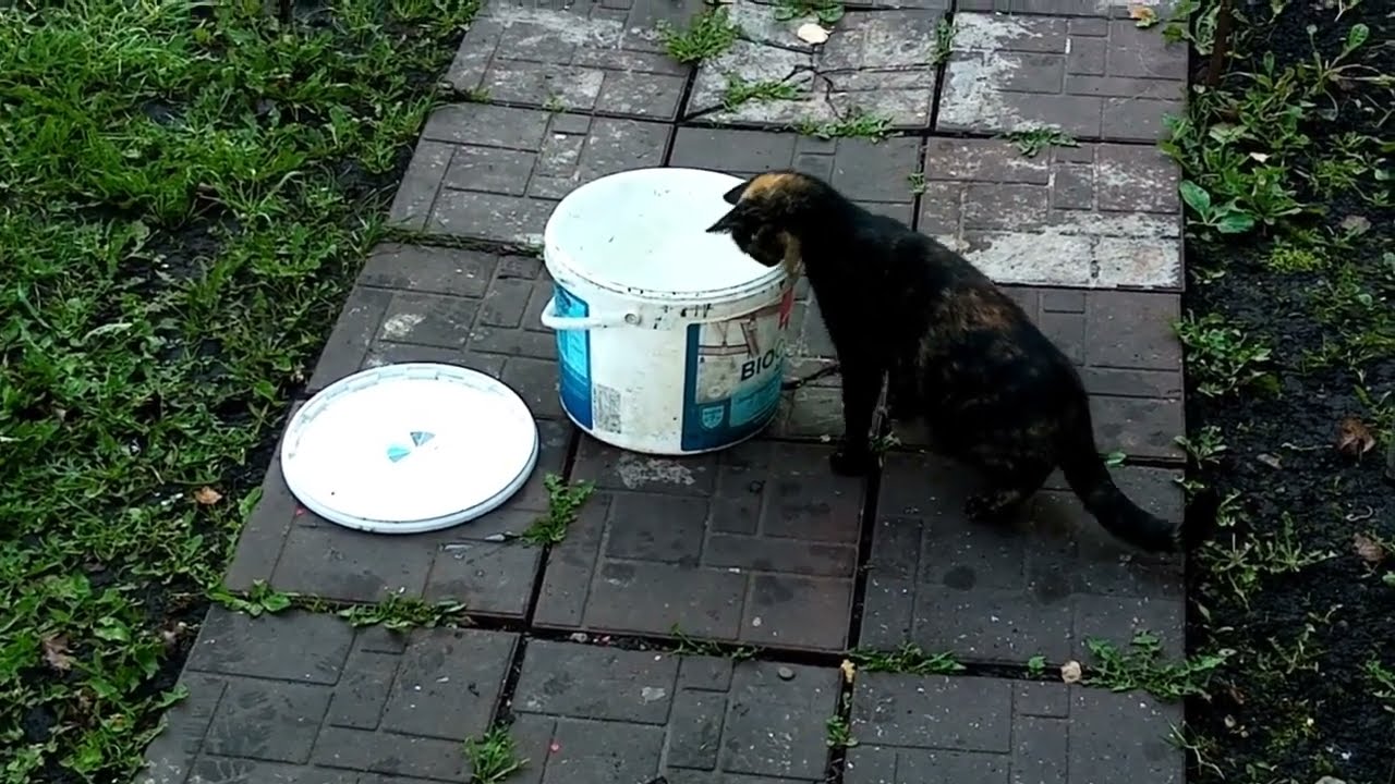 Нюся хулиганка, ворует рыбу! 