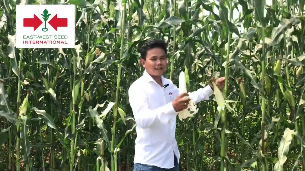 ពូជពោតសុឺវ៉ា (Serwa F1) ក្រុមហ៊ុន អុិស្ត វេស្ត សុីដ ខេមបូឌា ខមផែននី