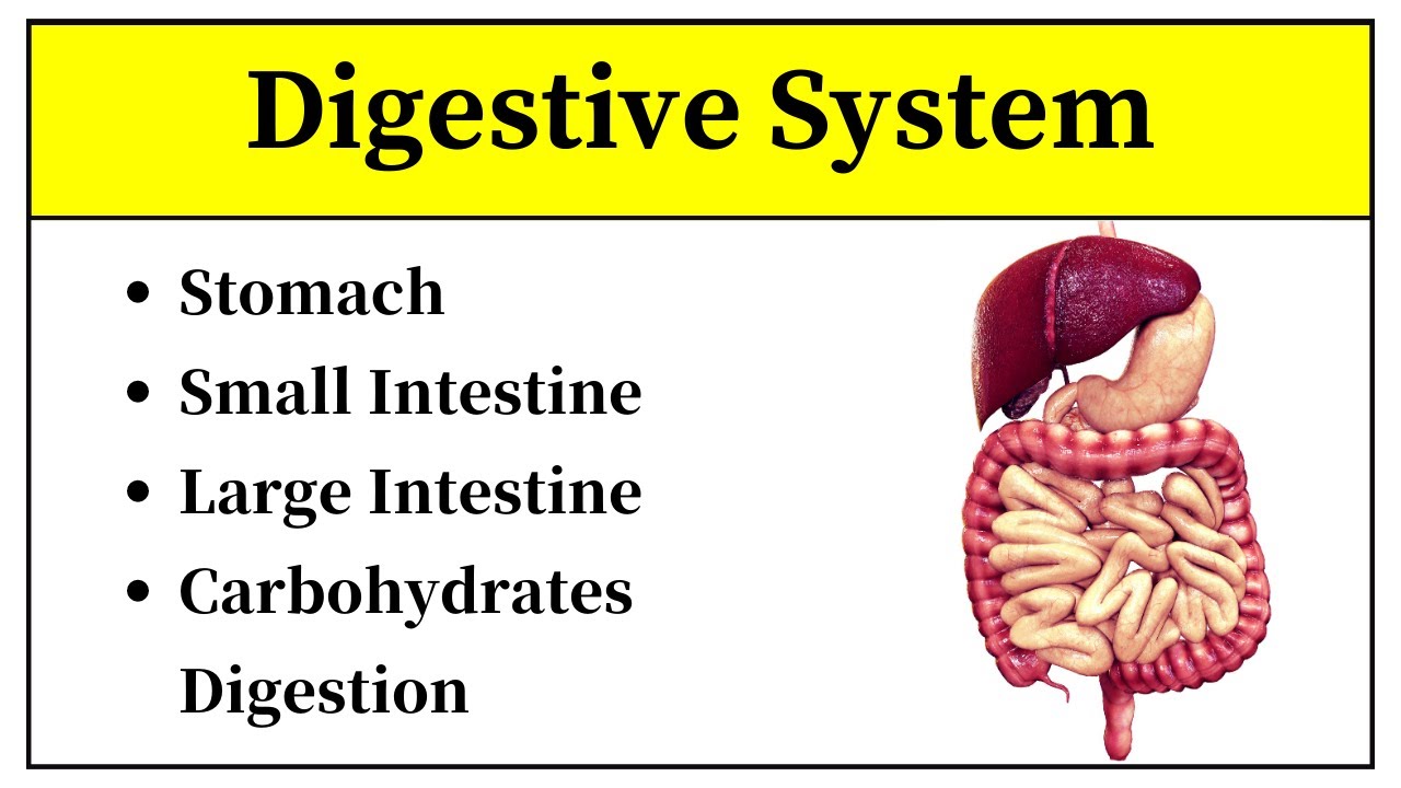 Stomach Anatomy In Hindi || Small Intestine And Large Intestine Anatomy And Physiology In Urdu