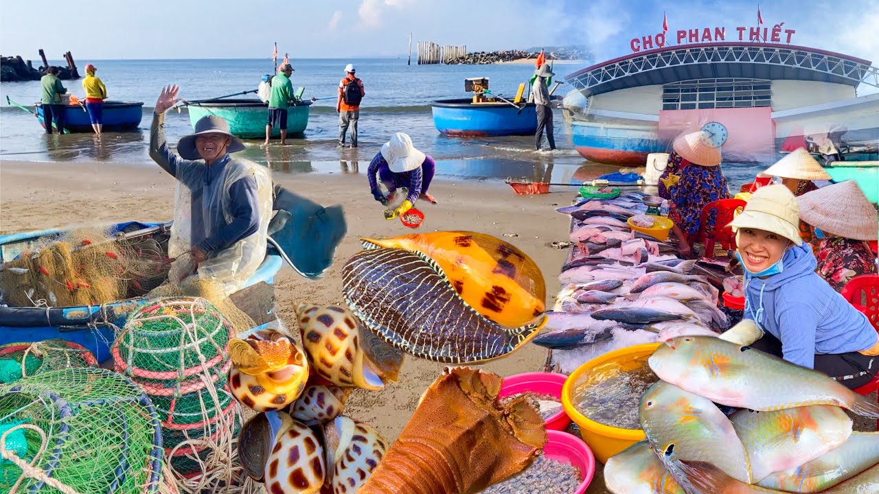 Làng Biển Đức Long Ngày Cạn Nước | Ốc Ngọc 320k/kg Chợ Lớn Phan Thiết