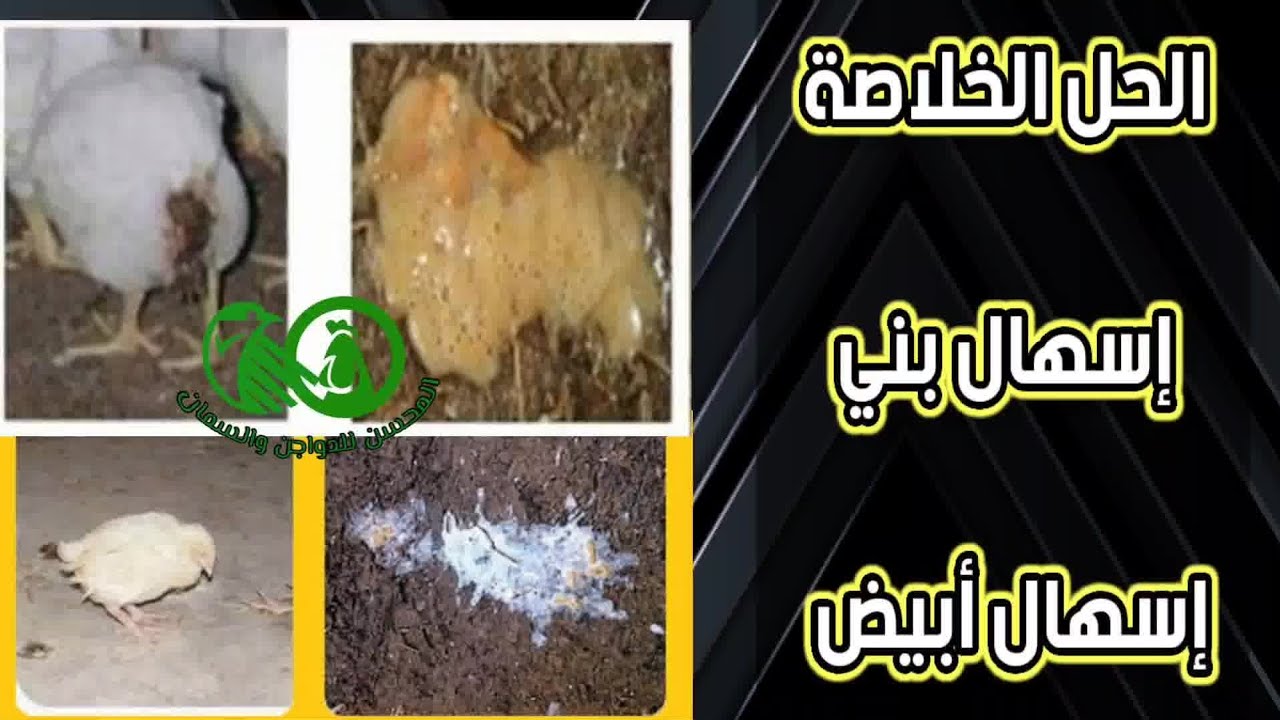 فراخك بتعاني من الإسهالات البني (كوليستريديا) أو البيضا والجيرية (سالمونيلا) الفيديو دا ليك رزق وحل👌