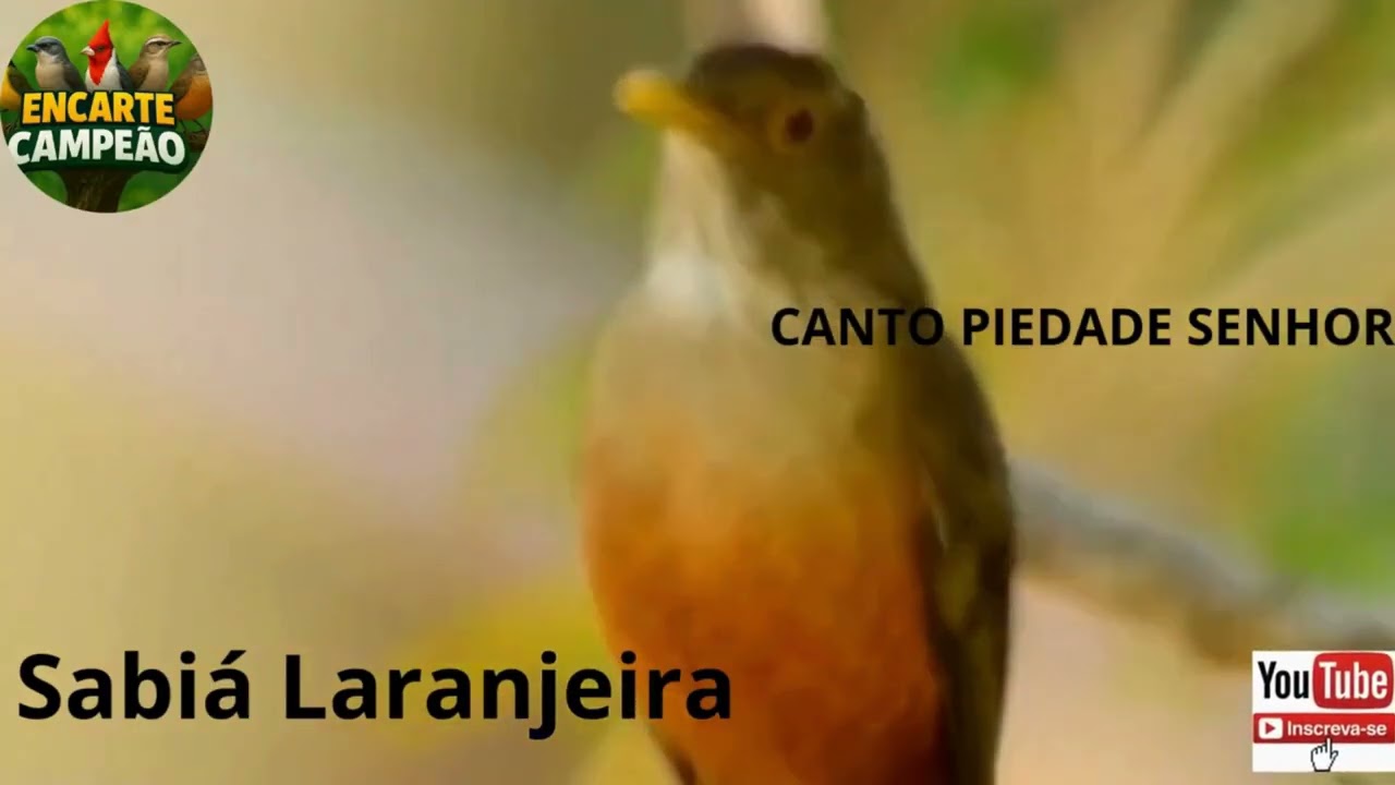 CANTO SABIÁ PIEDADE SENHOR ENCARTE CAMPEÃO