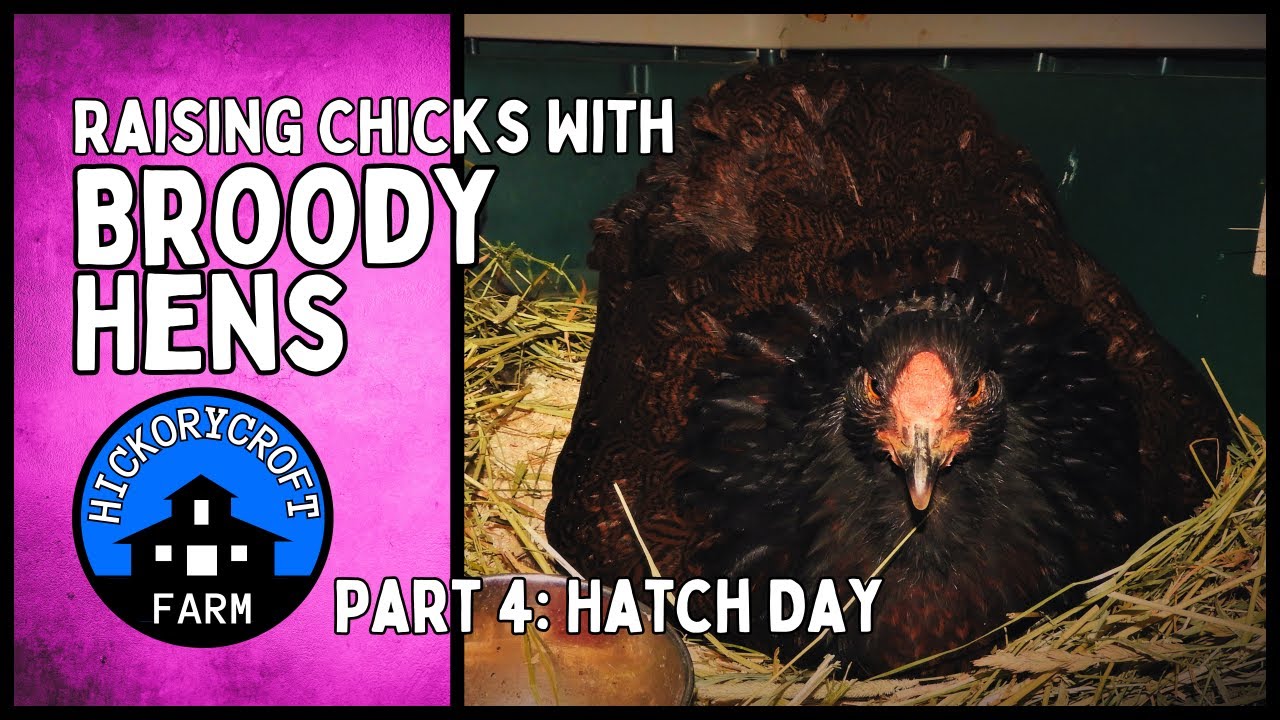 Raising Chicks With A Broody Hen | Hatch Day