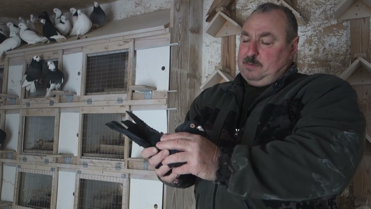 СОДЕРЖАНИЕ ПЕРМСКИХ ВЫСОКОЛЕТНЫХ ГОЛУБЕЙ. ПИТОМНИК И РАЗМЕЩЕНИЕ. КОРМЛЕНИЕ