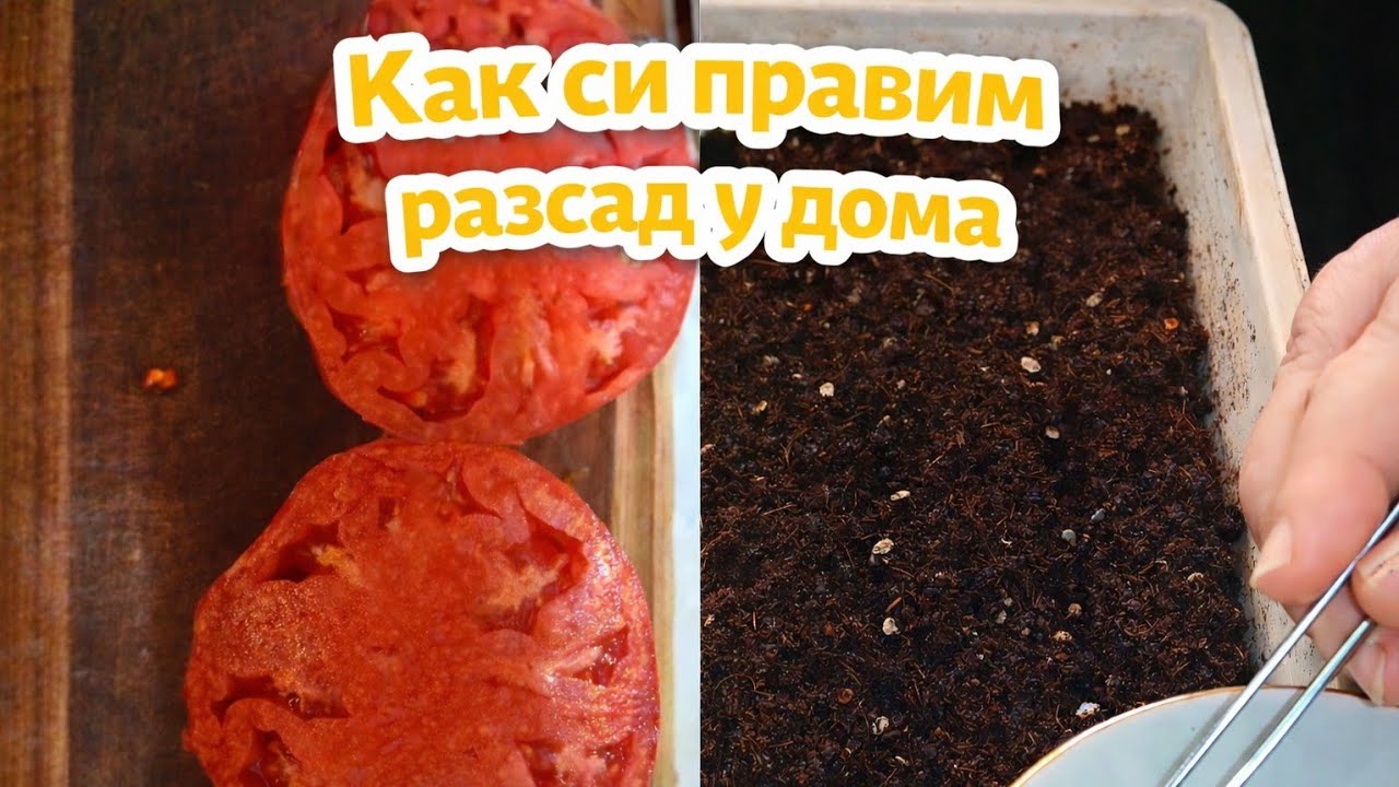 Време за разсад! Сеем 9 сорта домати– стъпка по стъпка