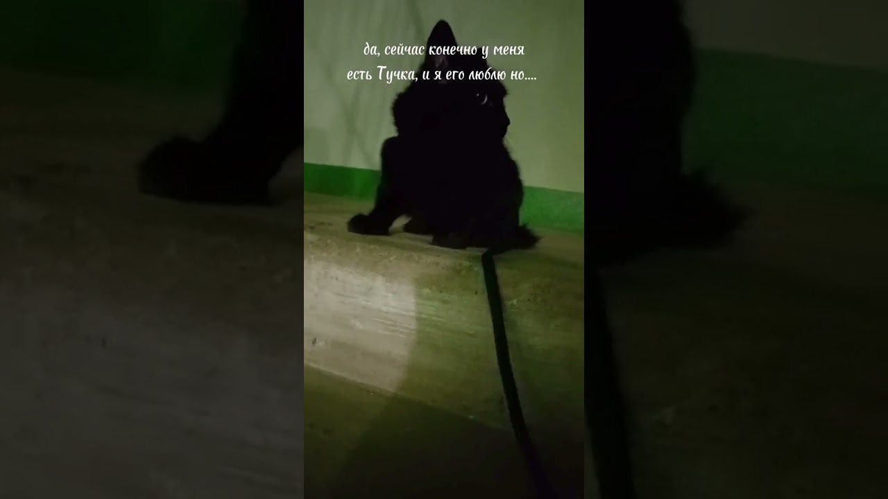 УХТЫЫ, ВИДЕО))) Кузя был для меня самым лучшим...