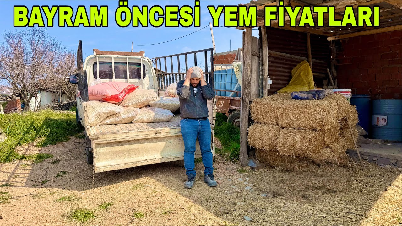 BAYRAMDAN ÖNCE  GÜNCEL YEM FİYATLARI~ELEKTRİKLER KESİLİNCE JENERATÖR DEVREYE GİRDİ SONUÇ NE’OLDU