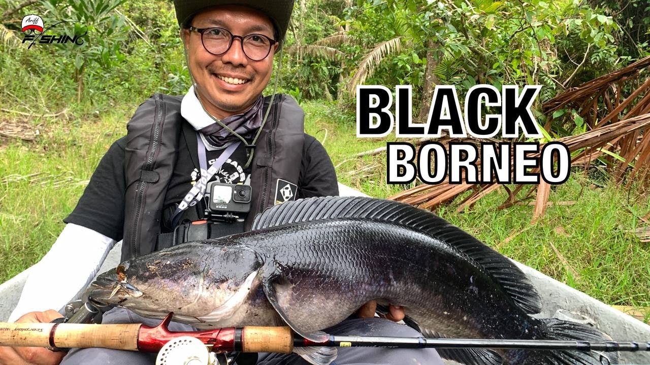 TOMAN BLACK Borneo Mini Amazon