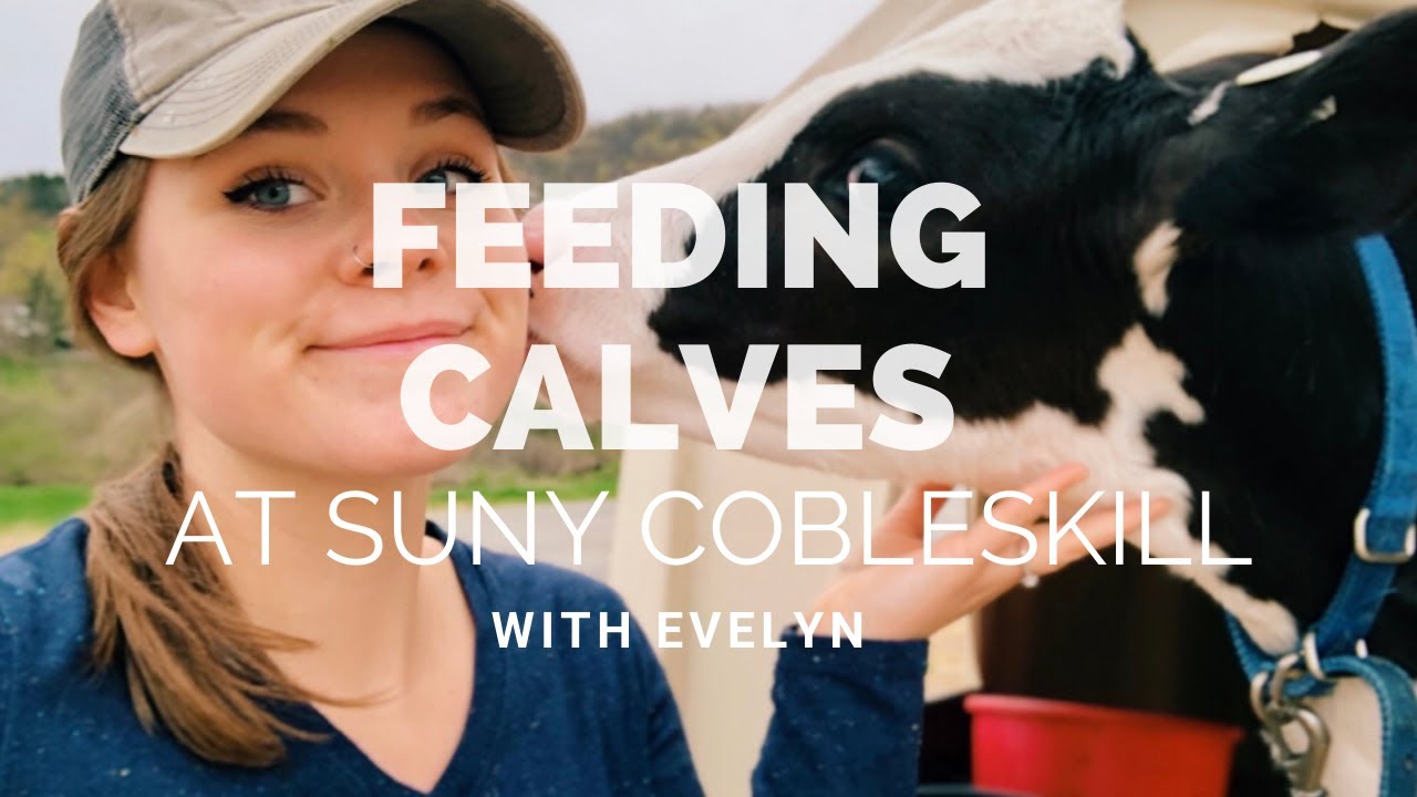 Feeding Calves at SUNY Cobleskill w/ Evelyn