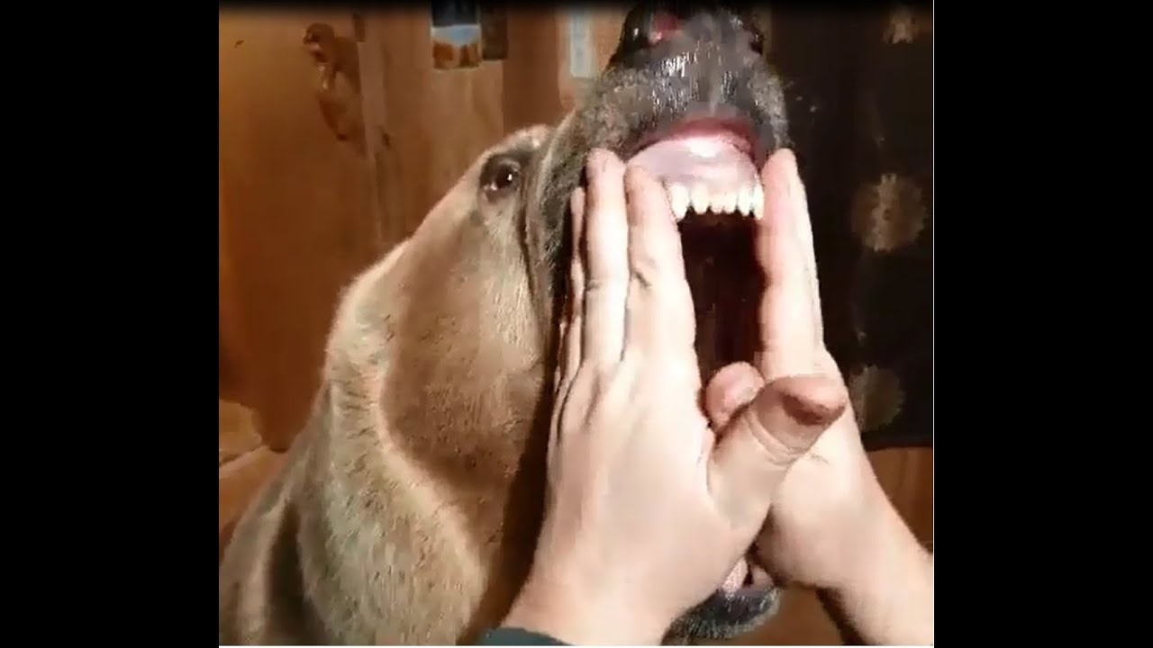 Guy pets his dog | Reddit Compilation #2