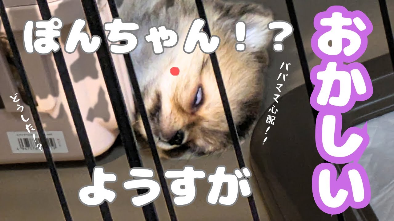 ぽんちゃんのようすがおかしい【仔犬】【ポメチワ】【お迎え2日目】