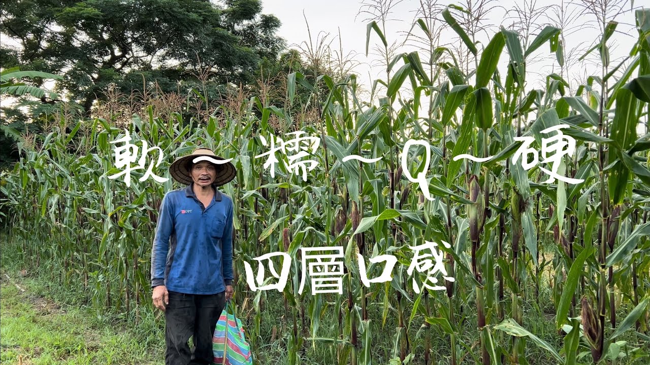 黑糯米玉米 採收|  成熟度劃分四種口感軟～糯～Q～硬