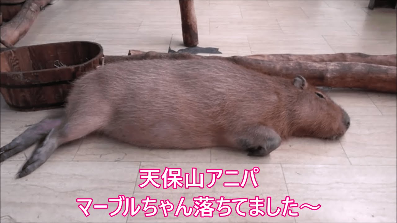 カピバラ （天保山アニパ篇）この日も続くコシコシ攻撃