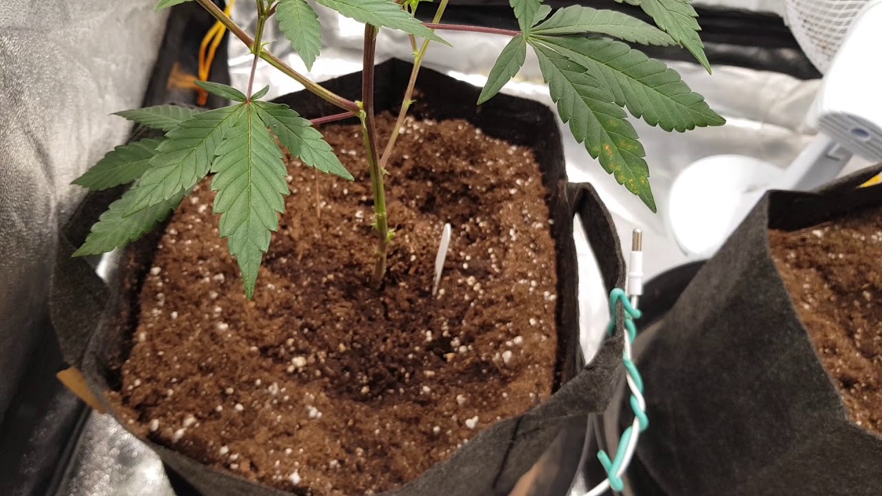 Royal Gorilla & Sweet Zkittlez, Grow Room Update