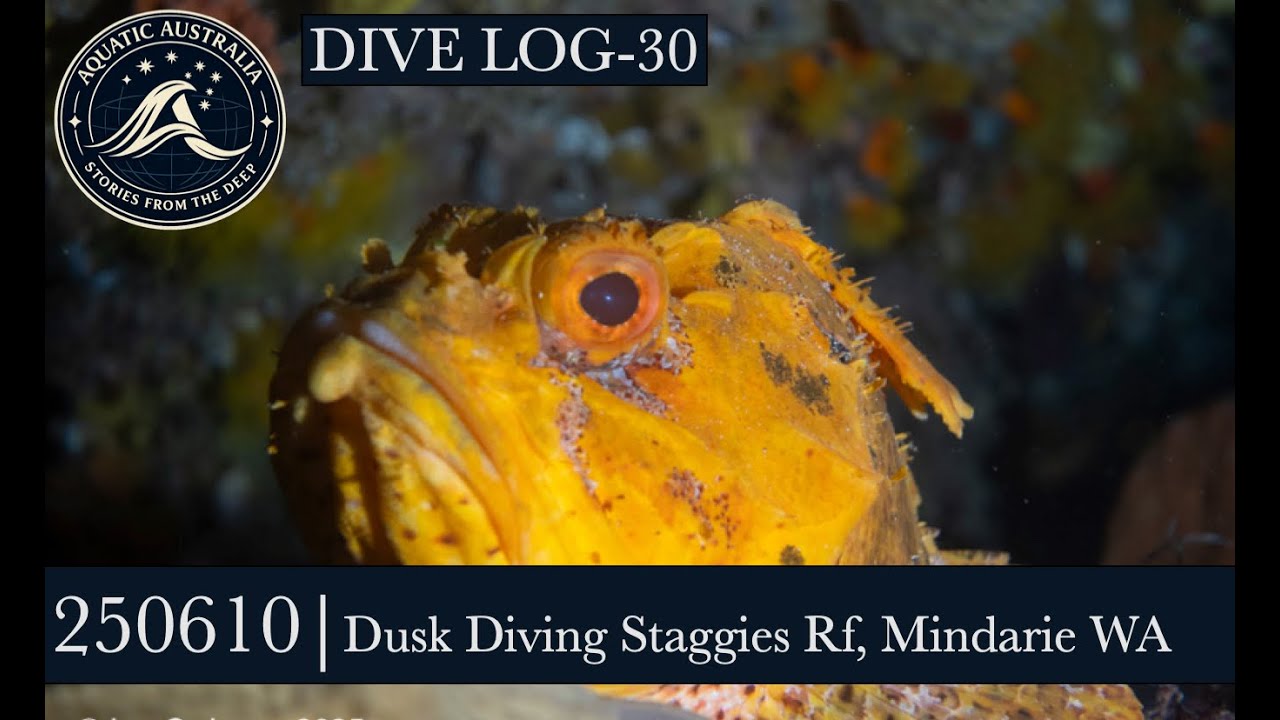 250610   WB Eve Dive   Apts and Sharky Trough 1