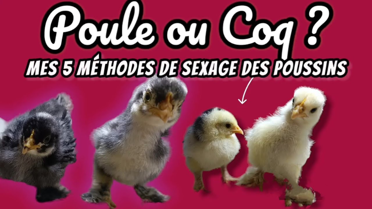 POULE OU COQ ...mes 5 méthodes pour sexer les poussins !!!