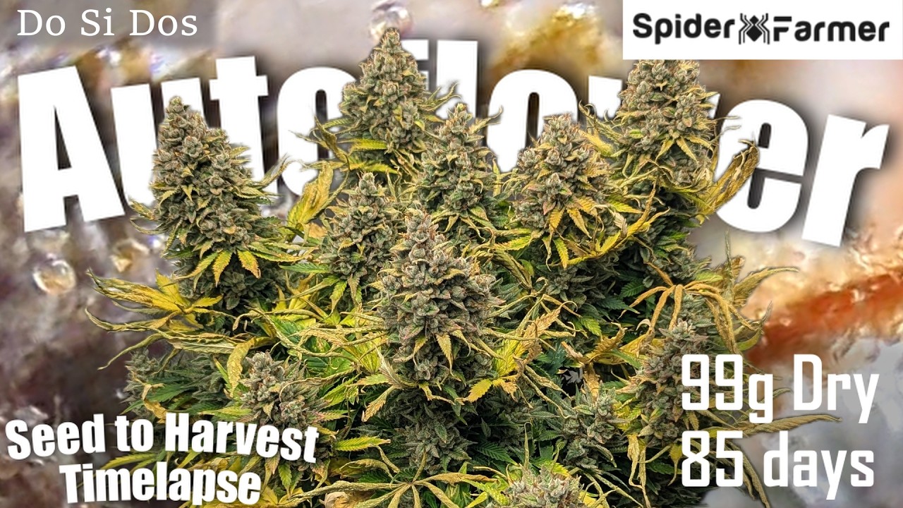 Timelapse -99g Autoflower- Seed to Harvest - Do Si Dos Autoseeds- Spiderfarmer SE3000