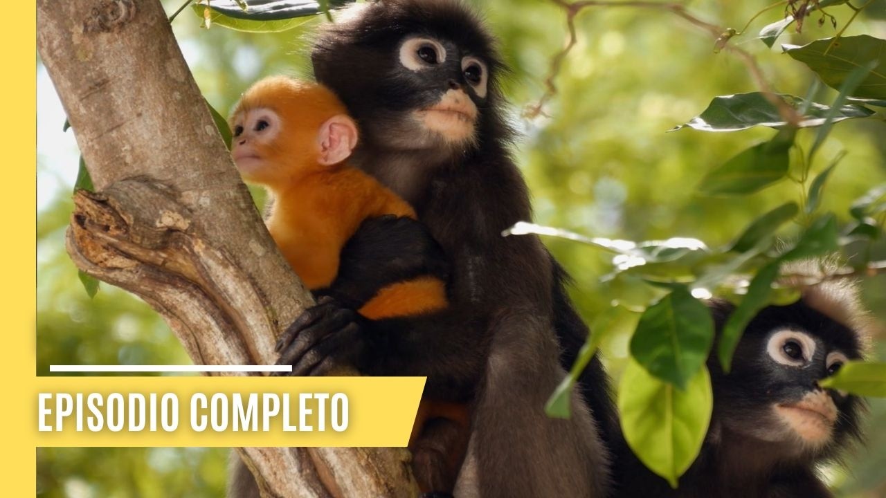 Monos en movimiento - Saltos trepidantes en los árboles y Jungle Lifer | Episodio Completo Español