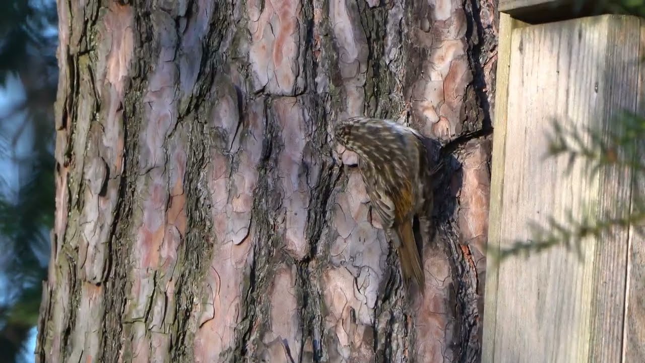 4K Pełzacz ogrodowy - drapanko / Short-toed Treecreeper scratching an itch / Certhia brachydactyla