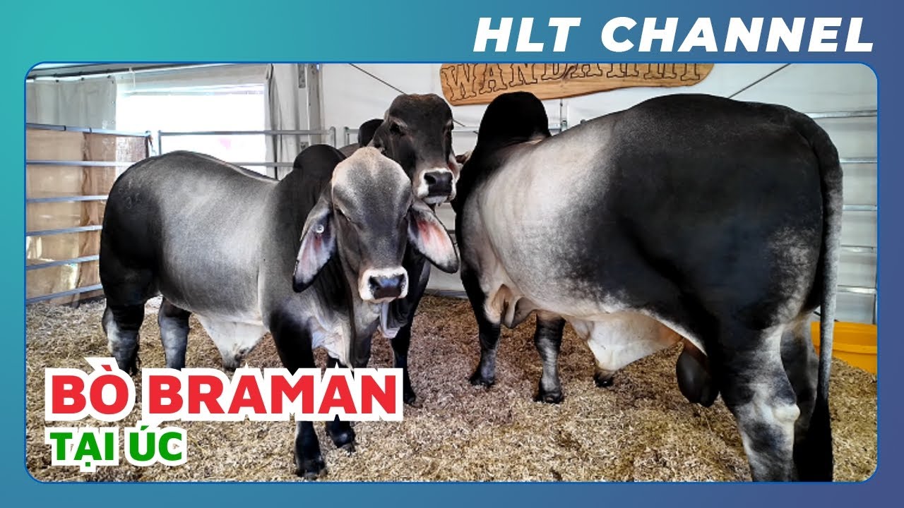 Ngắm Nhìn Những Chú Bò Brahman Siêu Đẹp Tại Úc | Tìm Hiểu Về Giống Bò Brahman