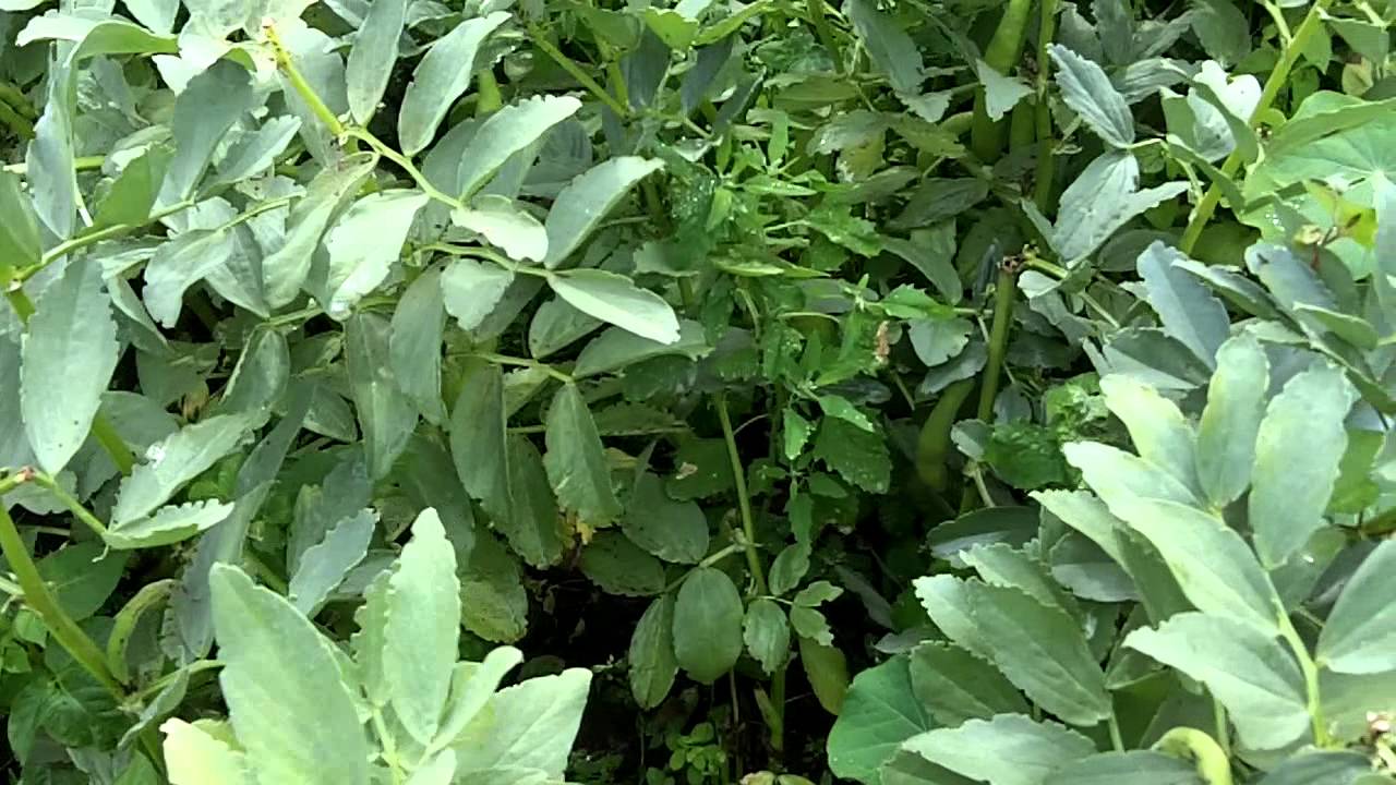 Companion planting - nasturtiums and broad beans