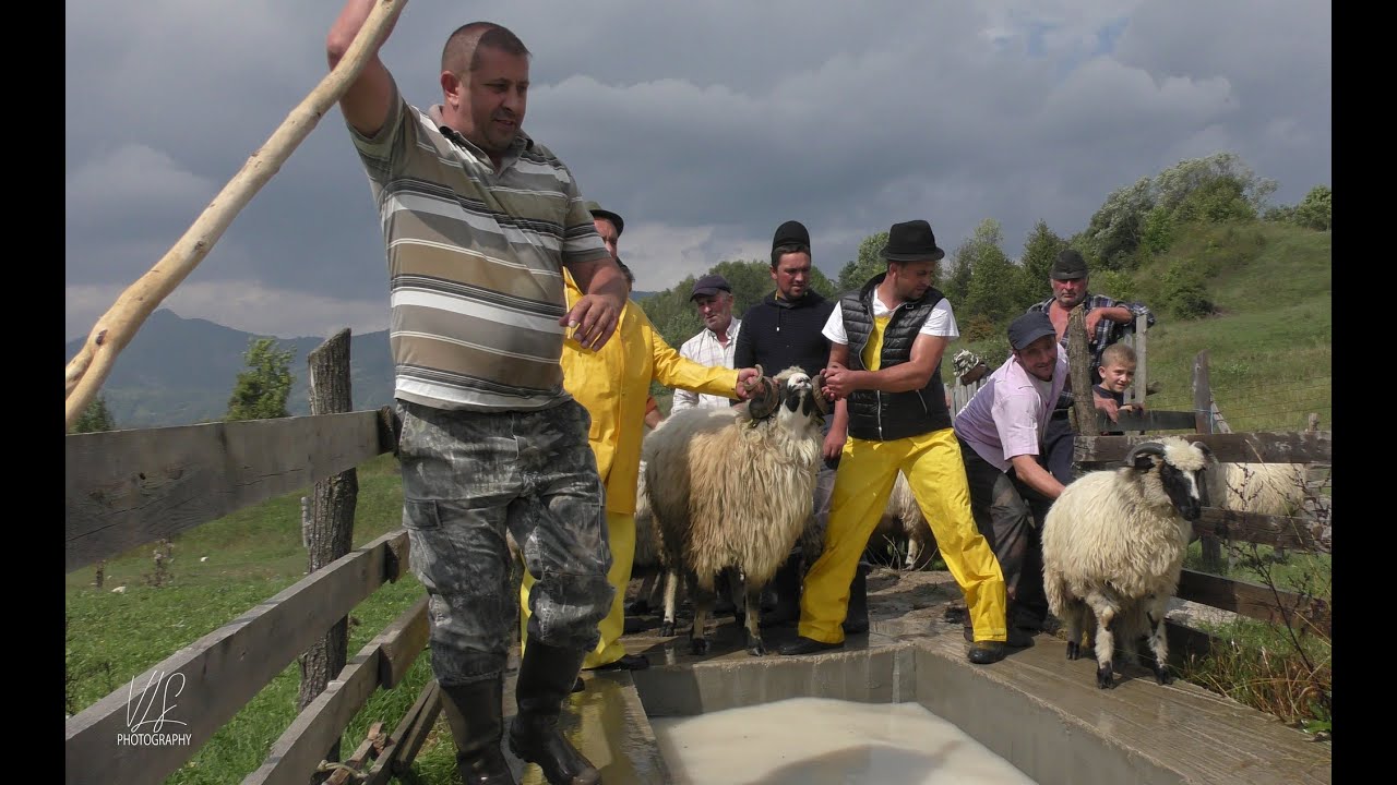 COBORATUL OILOR SI A CAILOR DIN COASTA LUI RUS MUNTII PARANG! IMBAIEREA SI DEPARAZITAREA  OILOR!
