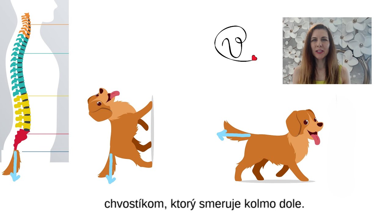 Lekcia 2. Neutr&aacute;l a chvost&iacute;k.