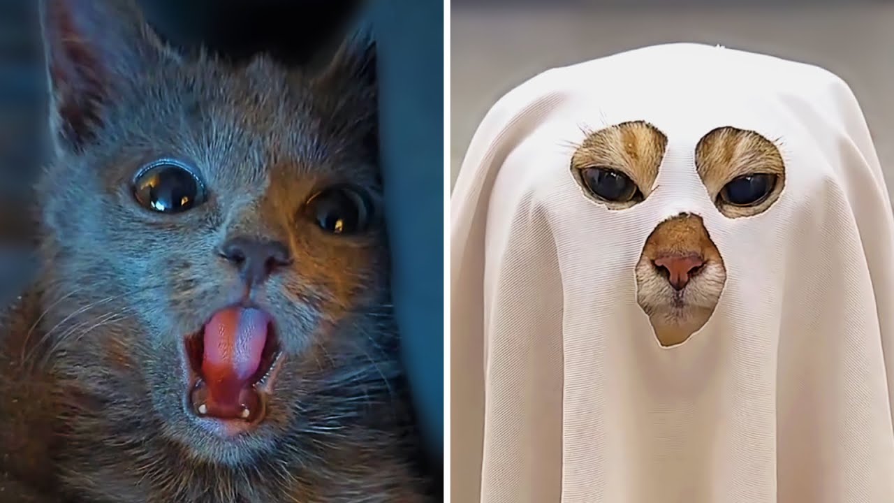 Cats Being Funny Without Even Trying