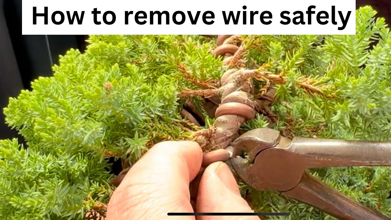 How to Safely Remove Bonsai Wire | When & How to Take Wire Off Your Tree
