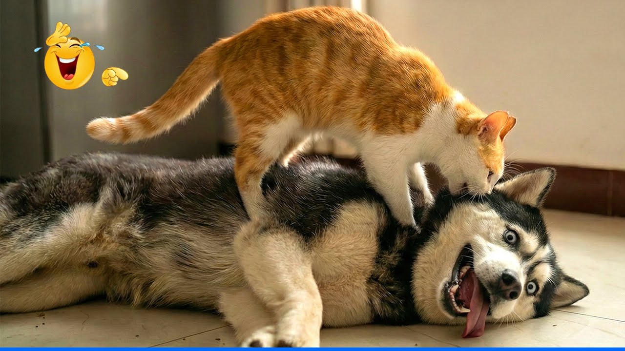 Best of The Funny Animal Videos 😹🐶 The Funniest cat & dog Moments Compilation 😁