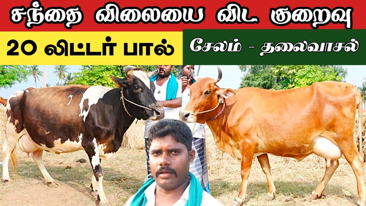 20-12-2025/ மாடு விற்பனை / சந்தை விலையை விட குறைவு 