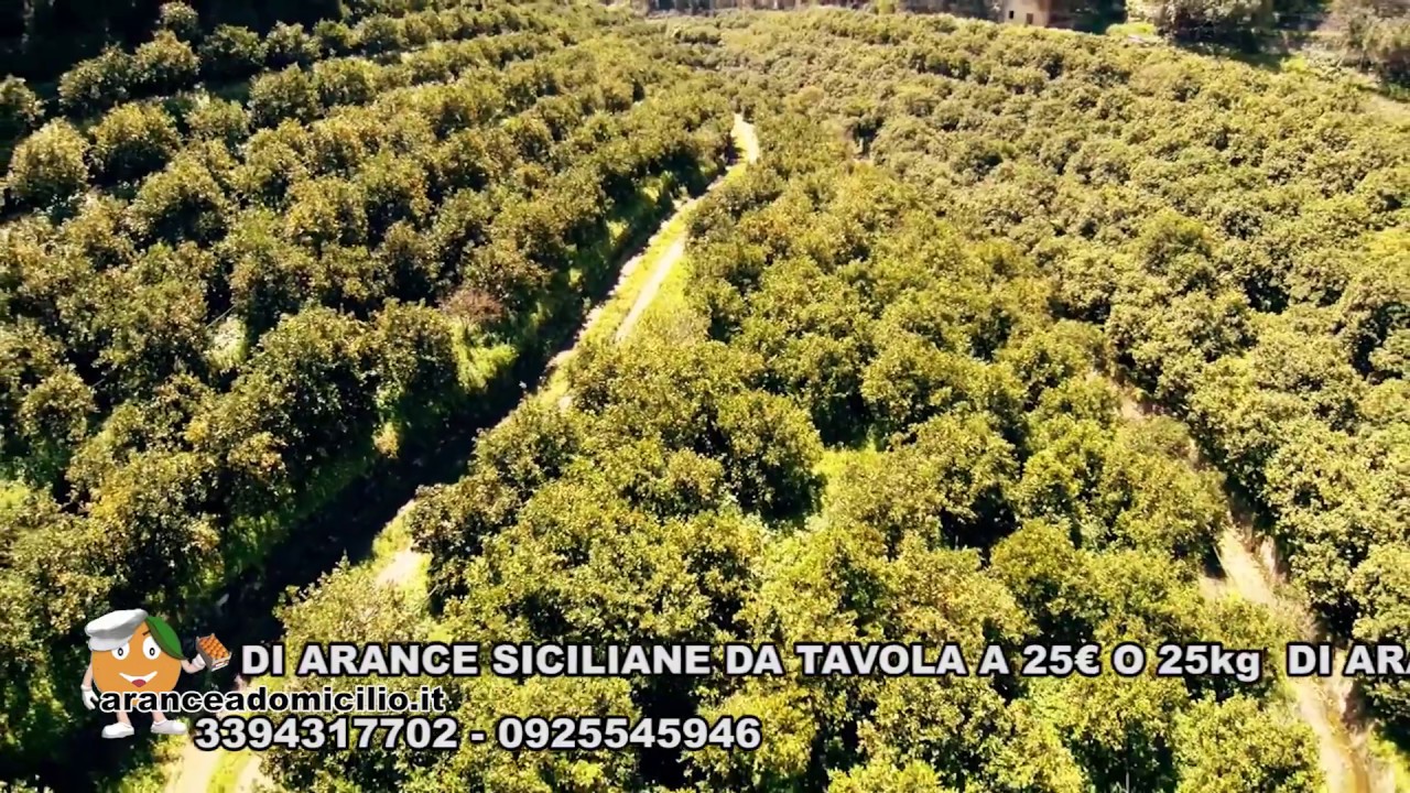 LE ARANCE DI RIBERA - www.aranceadomicilio.it