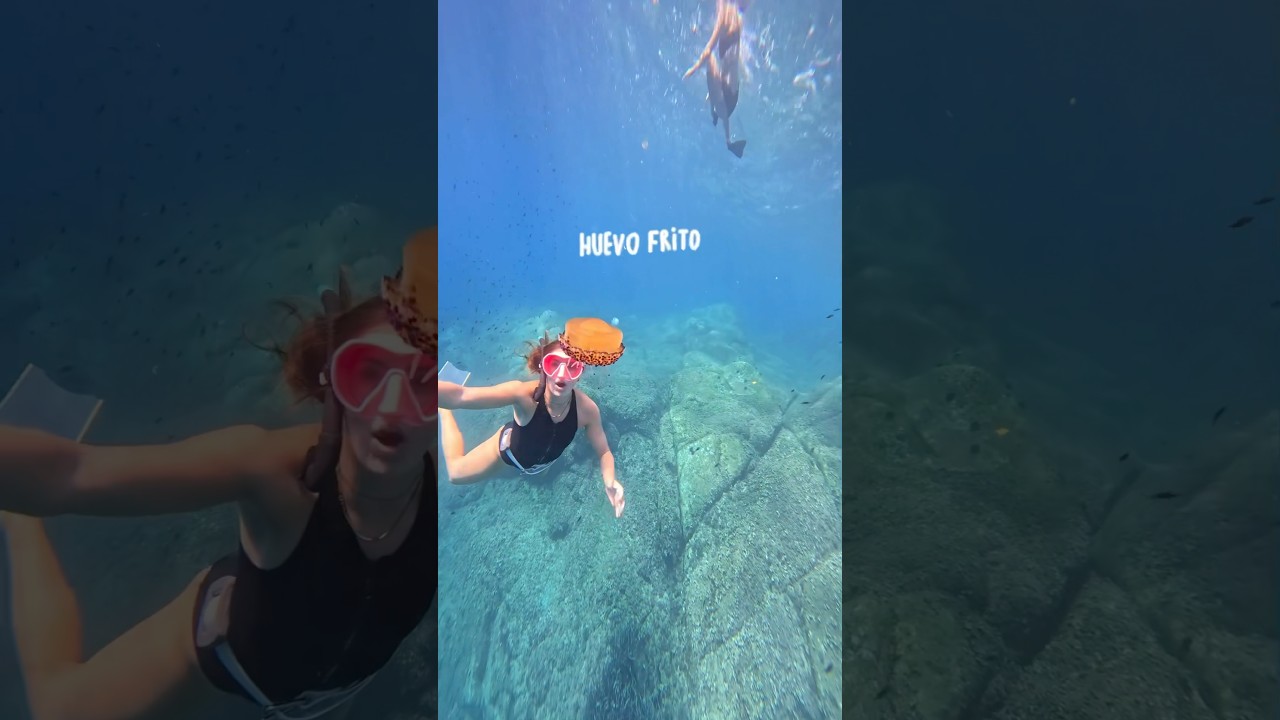 Tipos de medusas en el mar mediterr&aacute;neo 🪼