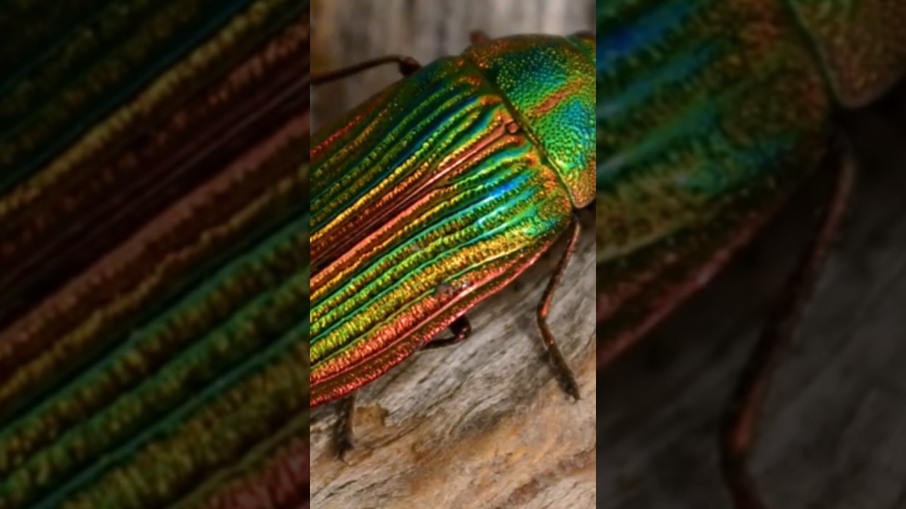 The Jewel Beetle: Mistaken for a Beer Bottle! 🍾 #shorts