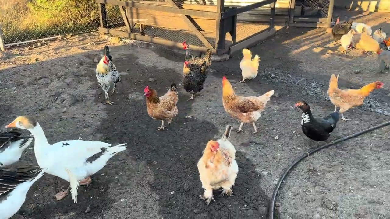 Gallinero de Isabel Pineda 