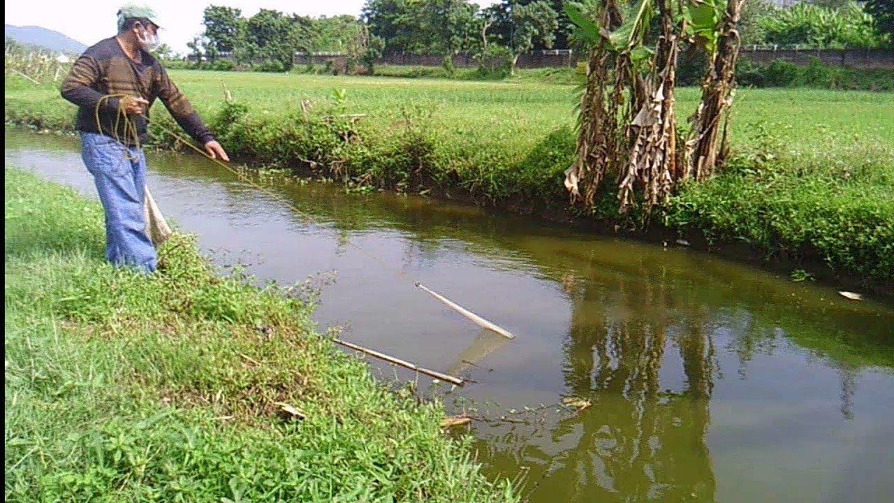 Menjala ikan sepat paling mudah