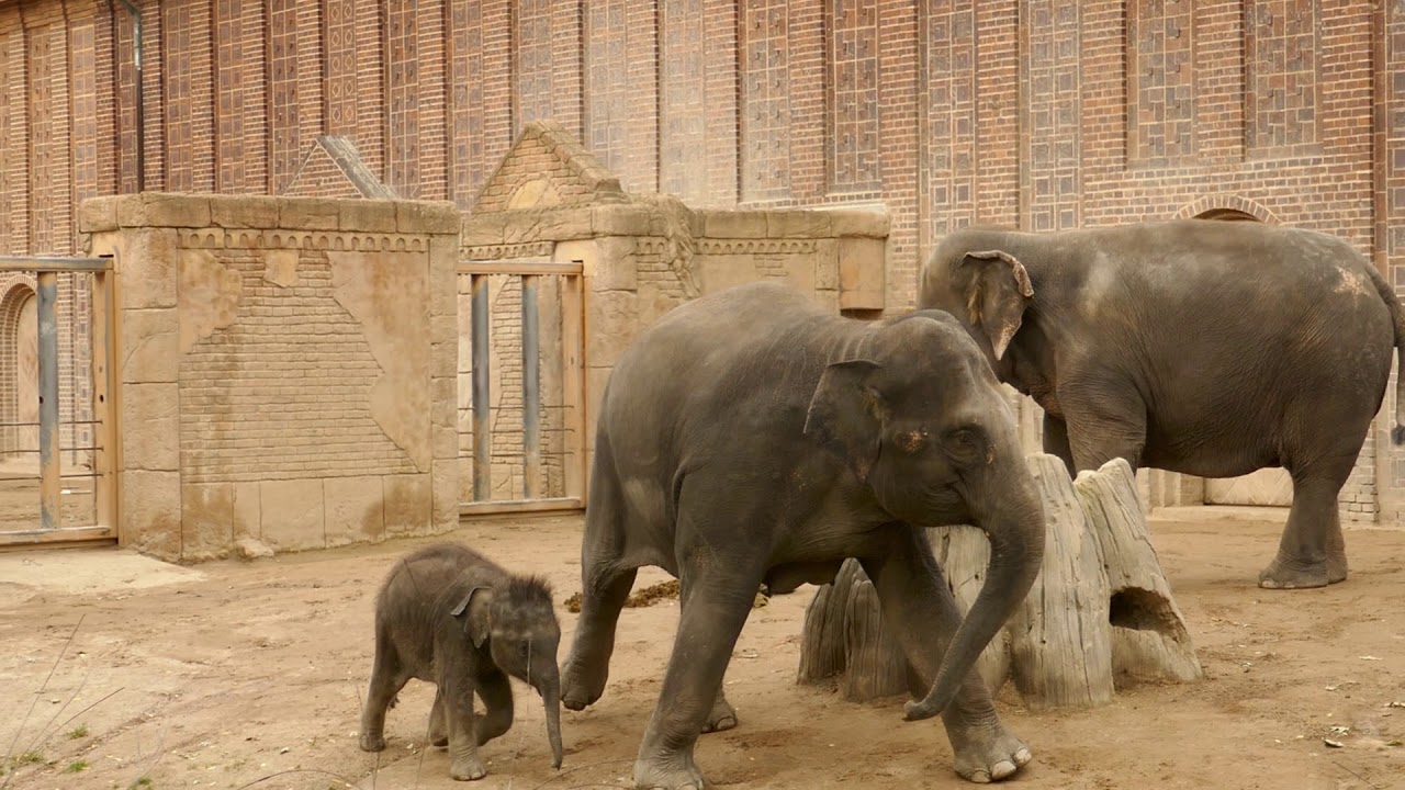 Zoo Leipzig, der kleine Elefant Kiran movie