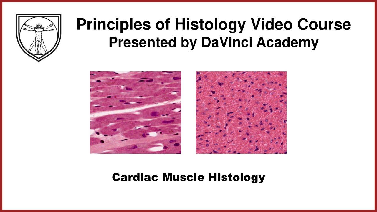 Cardiac Muscle Histology [Muscle Histology Part 3 of 4]