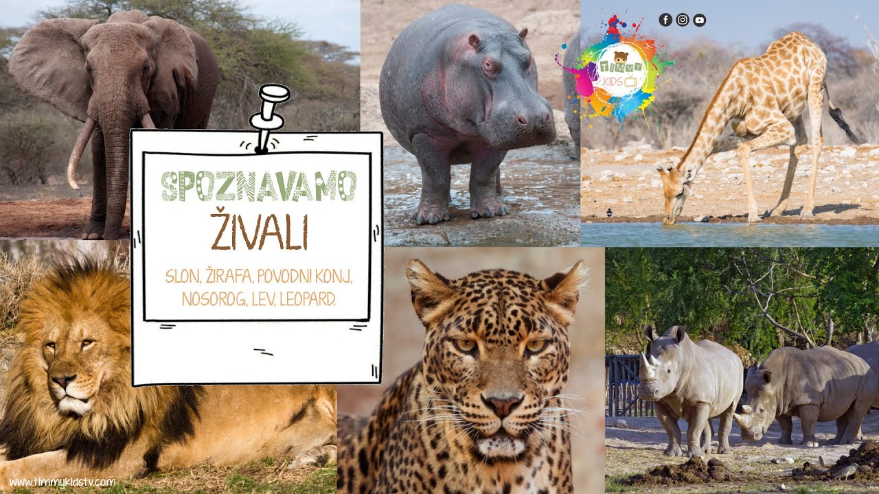 Timmy KIDS TV. Spoznavamo ŽIVALI (slon, žirafa, povodni konj, nosorog, lev, leopard)