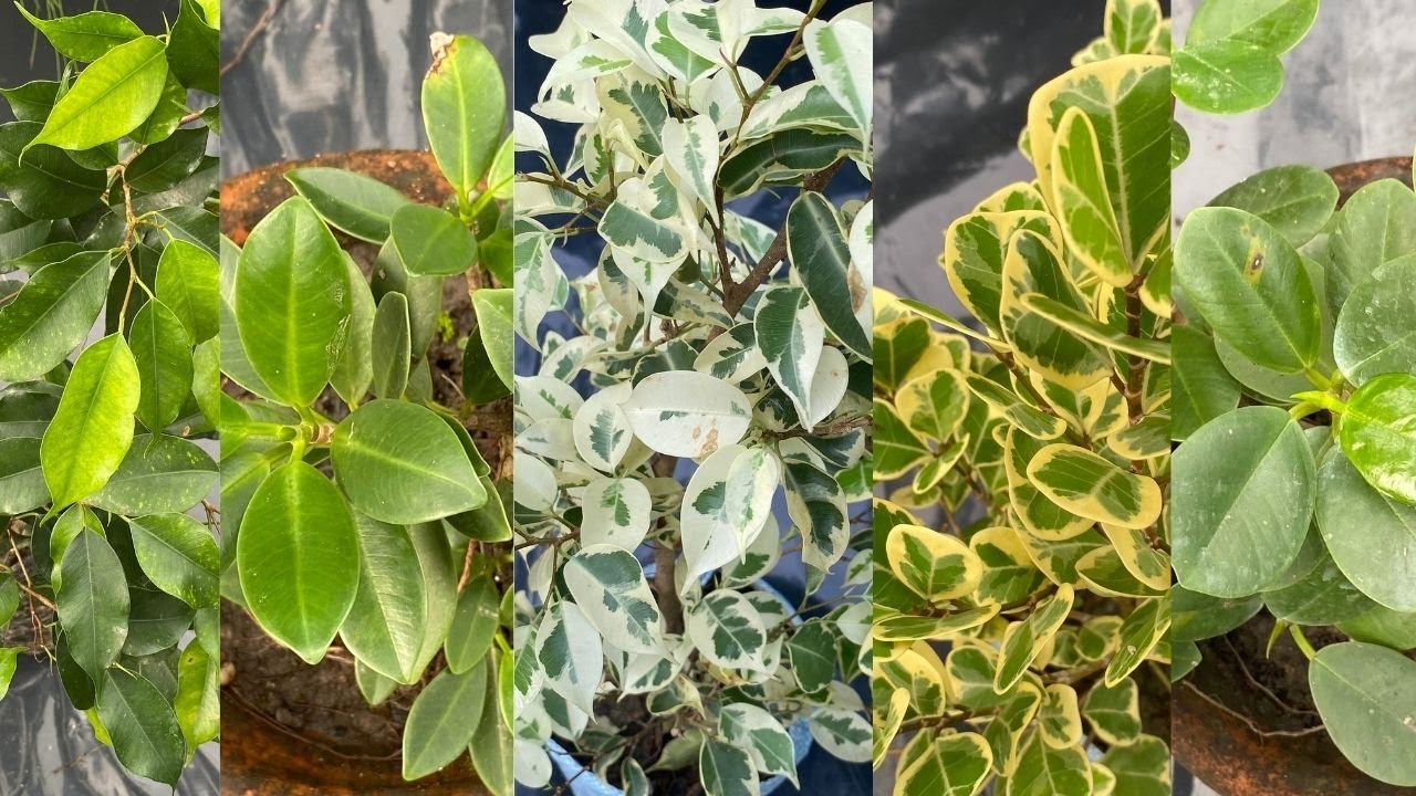 Best Ficus Plants to buy | Ficus Plant name with price and varieties