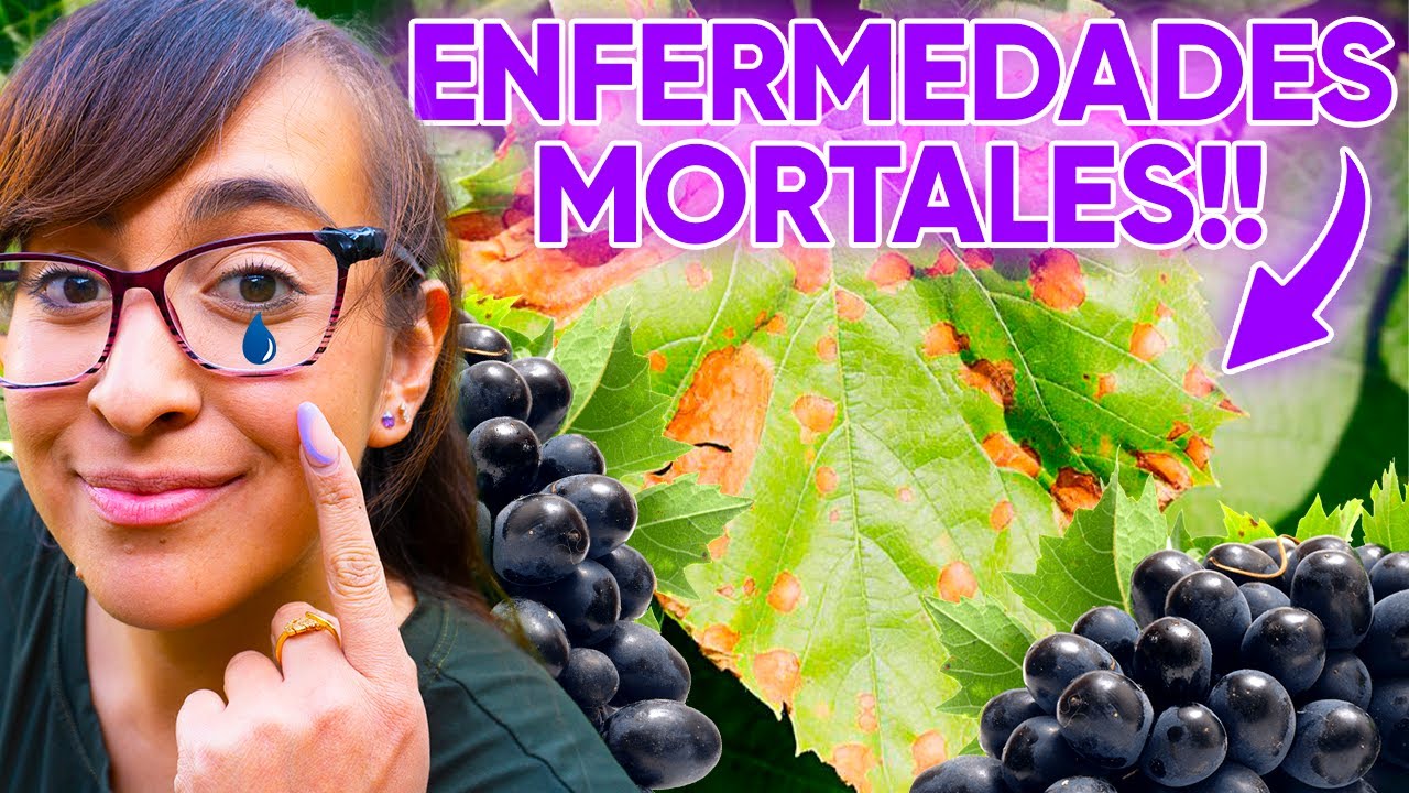⚠️ Las 3 ENFERMEDADES m&aacute;s Comunes de la Planta de UVA  🍇 [Y Como QUIT&Aacute;RSELO]
